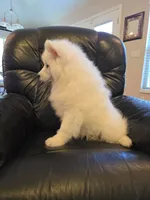 Frosty, a male Samoyed for sale in Centerville, UT – 6 of 8
