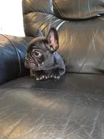 Eliot, a male French Bulldog for sale in Centerville, UT – 4 of 4