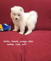 Stella, a female Samoyed for sale in Centerville, UT – Photo 5 of 5