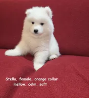 Stella, a female Samoyed for sale in Centerville, UT – Photo 2 of 5