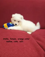 Stella, a female Samoyed for sale in Centerville, UT – Photo 4 of 5