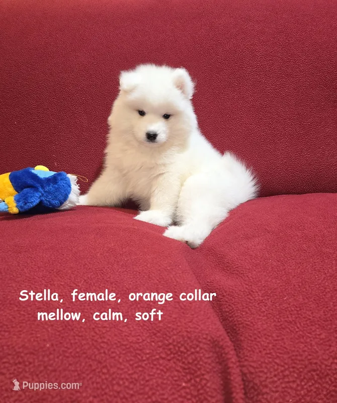 Stella – Samoyed puppy for sale in Centerville, UT