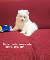 Stella, a female Samoyed for sale in Centerville, UT – Photo 1 of 5
