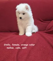 Stella, a female Samoyed for sale in Centerville, UT – Photo 3 of 5