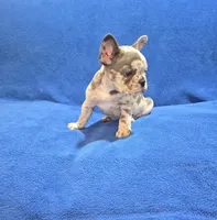 Rocky, a male French Bulldog for sale in Centerville, UT – 5 of 5