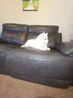 Frosty, a male Samoyed for sale in Centerville, UT – 5 of 8