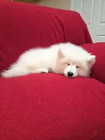 Snow, a female Samoyed for sale in Centerville, UT – 3 of 6