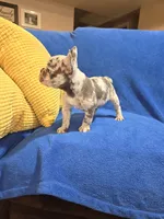 Rocky, a male French Bulldog for sale in Centerville, UT – 4 of 5