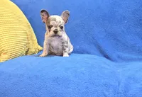 Rocky, a male French Bulldog for sale in Centerville, UT – 3 of 5