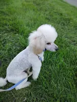 AKC Carson , a male Poodle - Toy  for sale in Fort Wayne, IN – 2 of 4