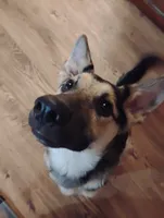Anthony , a male German Shepherd Dog and Miniature Australian Shepherd for sale in Fort Wayne, IN – 3 of 4