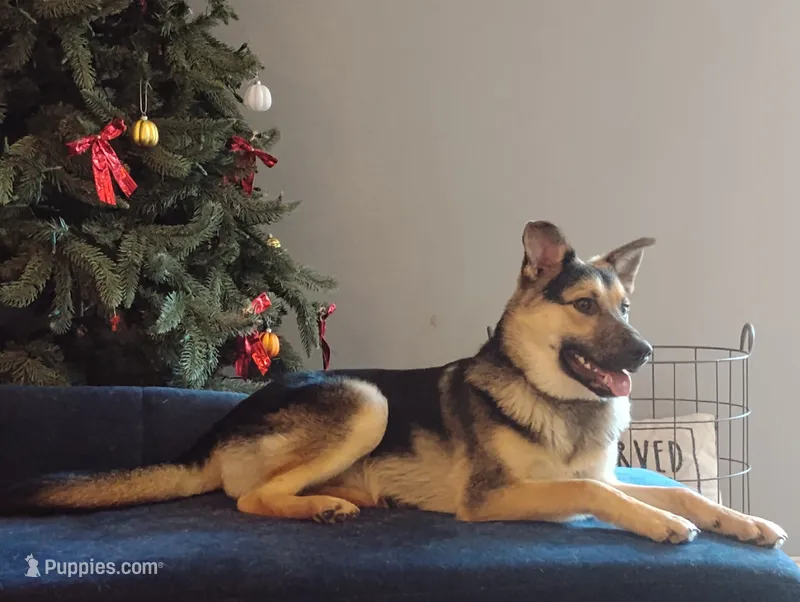 Anthony  – German Shepherd Dog, Miniature Australian Shepherd puppy for sale in Fort Wayne, IN