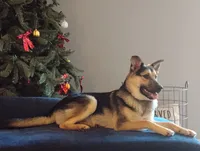 Anthony , a male German Shepherd Dog and Miniature Australian Shepherd for sale in Fort Wayne, IN – 1 of 4