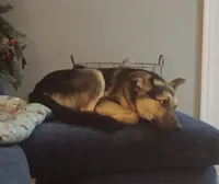 Anthony , a male German Shepherd Dog and Miniature Australian Shepherd for sale in Fort Wayne, IN – 2 of 4