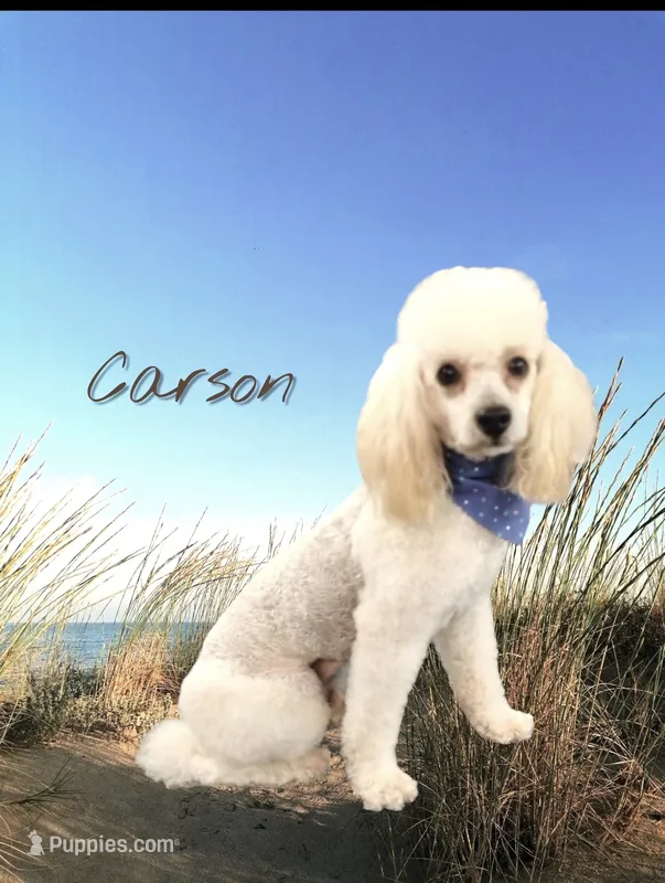 AKC Carson  – Poodle - Toy  puppy for sale in Fort Wayne, IN