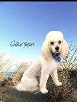 AKC Carson , a male Poodle - Toy  for sale in Fort Wayne, IN – 1 of 4