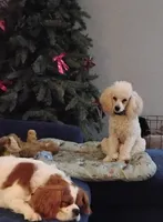 AKC Carson , a male Poodle - Toy  for sale in Fort Wayne, IN – 3 of 4