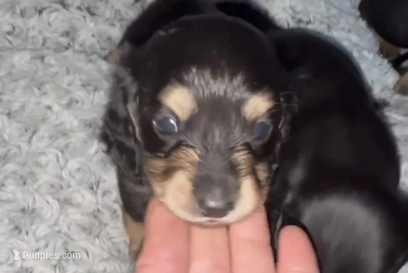 Jack  – Miniature Dachshund puppy for sale in Jacksonville, FL