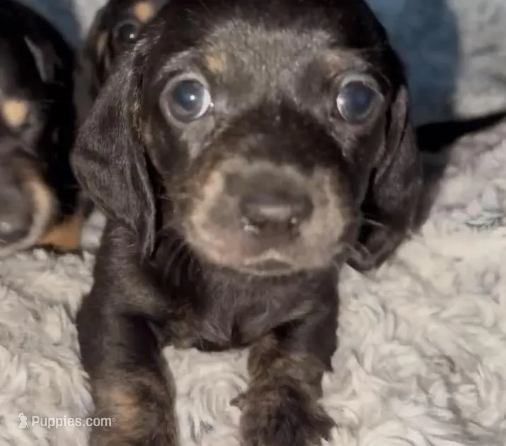 Layla  – Miniature Dachshund puppy for sale in Jacksonville, FL