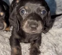 Layla , a female Miniature Dachshund for sale in Jacksonville, FL – 1 of 1