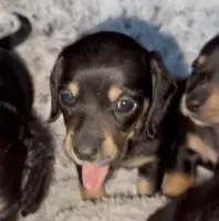 Diamond , a female Miniature Dachshund for sale in Jacksonville, FL – 1 of 1