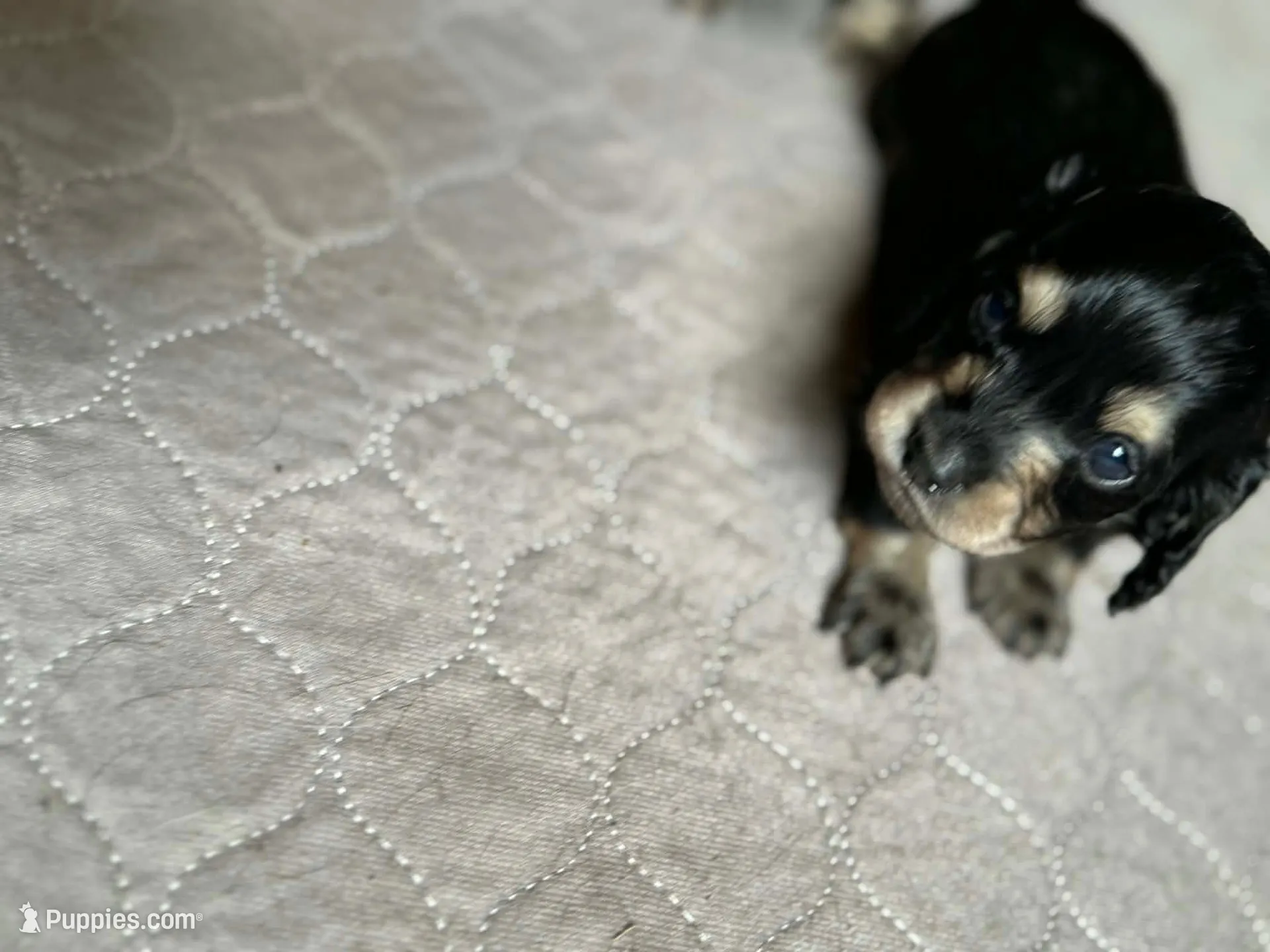 Jack , a male Miniature Dachshund for sale in Jacksonville, FL – Photo 1 of 2