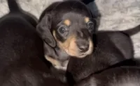 Darla, a female Miniature Dachshund for sale in Jacksonville, FL – 1 of 1