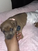 Chanel , a female Rottweiler and American Pit Bull Terrier for sale in Glendale, AZ – 5 of 10
