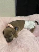 Chanel , a female Rottweiler and American Pit Bull Terrier for sale in Glendale, AZ – 2 of 10