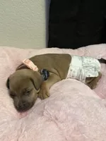 Chanel , a female Rottweiler and American Pit Bull Terrier for sale in Glendale, AZ – 4 of 10
