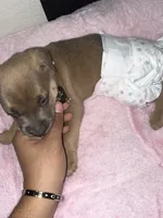 Chanel , a female Rottweiler and American Pit Bull Terrier for sale in Glendale, AZ – 3 of 10