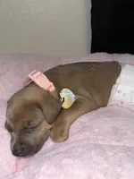 Chanel , a female Rottweiler and American Pit Bull Terrier for sale in Glendale, AZ – 9 of 10