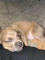 Chanel , a female Rottweiler and American Pit Bull Terrier for sale in Glendale, AZ – 6 of 10