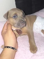 Chanel , a female Rottweiler and American Pit Bull Terrier for sale in Glendale, AZ – 7 of 10
