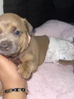 Chanel , a female Rottweiler and American Pit Bull Terrier for sale in Glendale, AZ – 1 of 10