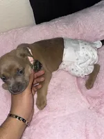 Chanel , a female Rottweiler and American Pit Bull Terrier for sale in Glendale, AZ – 10 of 10