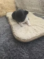 Buddy, a male Chihuahua for sale in Thornton, CO – 4 of 5