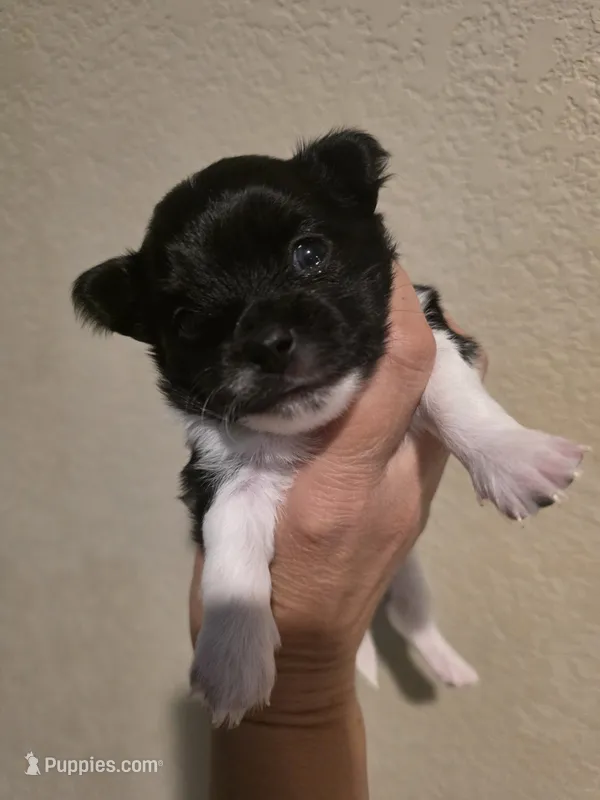 Buddy – Chihuahua puppy for sale in Thornton, CO