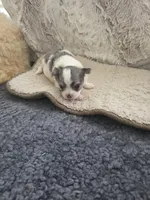 Casper, a male Chihuahua for sale in Thornton, CO – 3 of 3