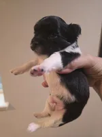 Buddy, a male Chihuahua for sale in Thornton, CO – 2 of 5