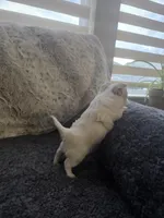 Marquez, a male Chihuahua for sale in Thornton, CO – Photo 3 of 4