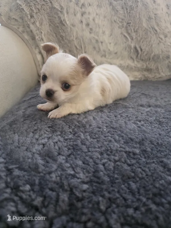 Marquez – Chihuahua puppy for sale in Thornton, CO