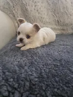 Marquez, a male Chihuahua for sale in Thornton, CO – Photo 1 of 4