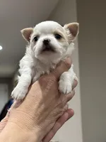 Marquez, a male Chihuahua for sale in Thornton, CO – Photo 4 of 4