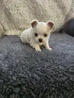 Marquez, a male Chihuahua for sale in Thornton, CO – Photo 2 of 4