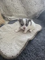 Casper, a male Chihuahua for sale in Thornton, CO – 2 of 3