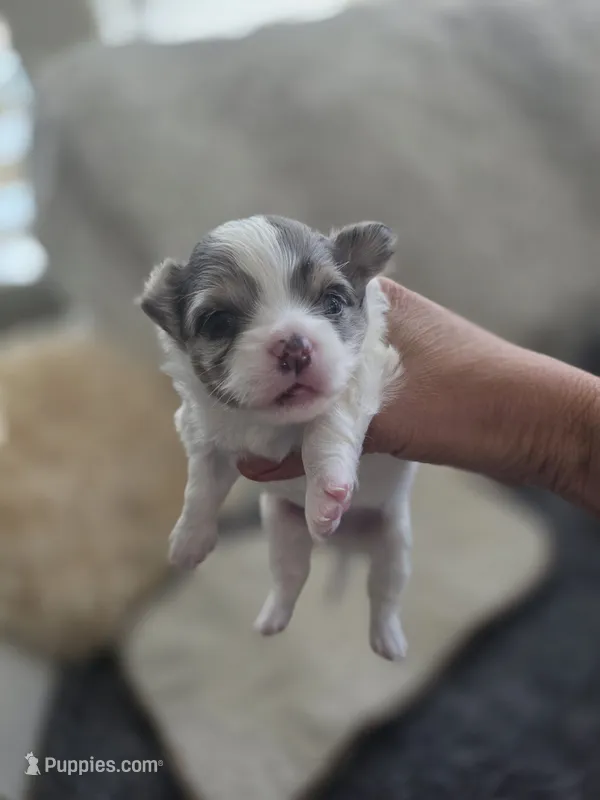 Casper – Chihuahua puppy for sale in Thornton, CO