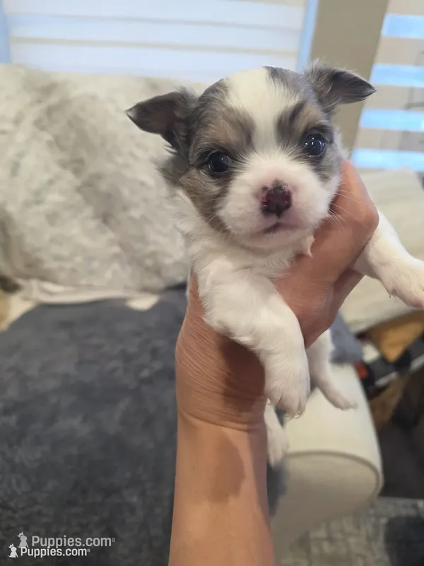 Casper – Chihuahua puppy for sale in Thornton, CO