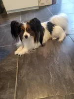 Jerry, a male Papillon for sale in Thornton, CO – 2 of 2