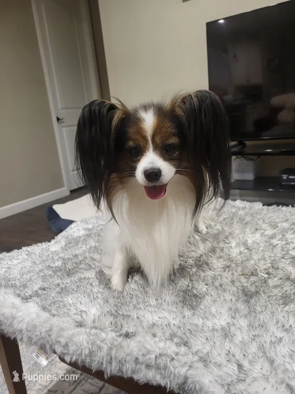 Jerry – Papillon puppy for sale in Thornton, CO